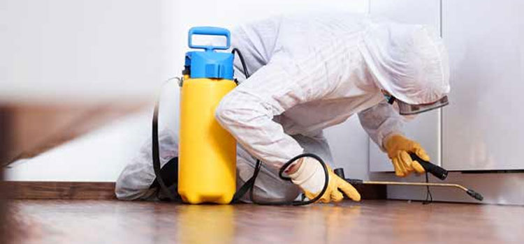 Mould Remediation Cost